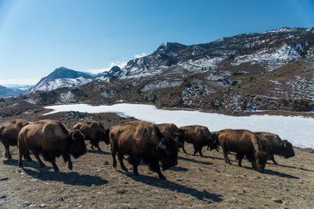 Ice patches that normally persist through the summer are melting in Yellowstone National Park.