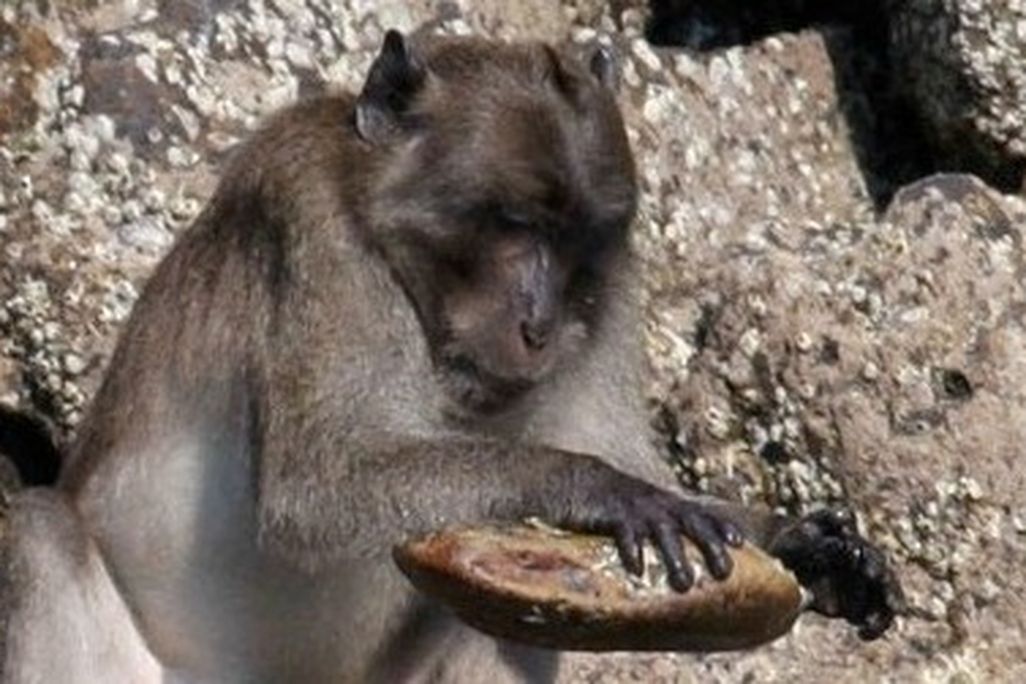 Monkey-stone-tools-470.jpg