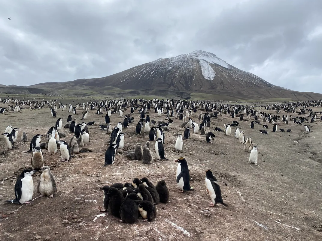 Penguins in front of a volcano
