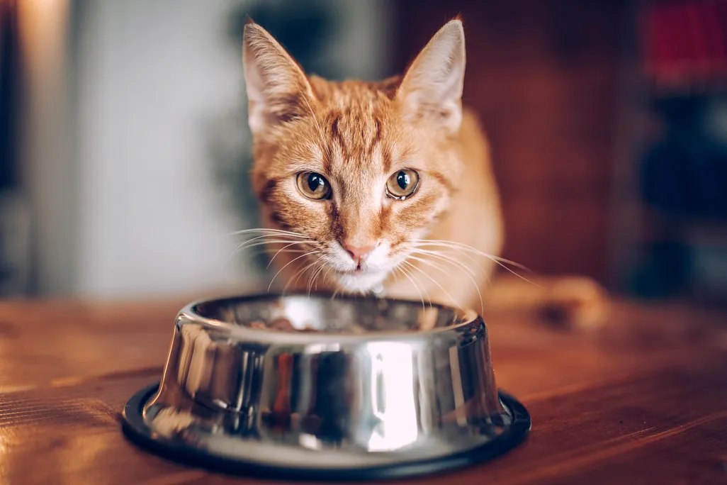 An orange cat is pictured facing the camera. The cat has yellow eyes and is eating out of a silver bowl. 