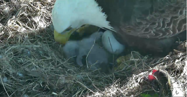 Washington . Welcomes a New Baby Bald Eagle | Smart News| Smithsonian  Magazine