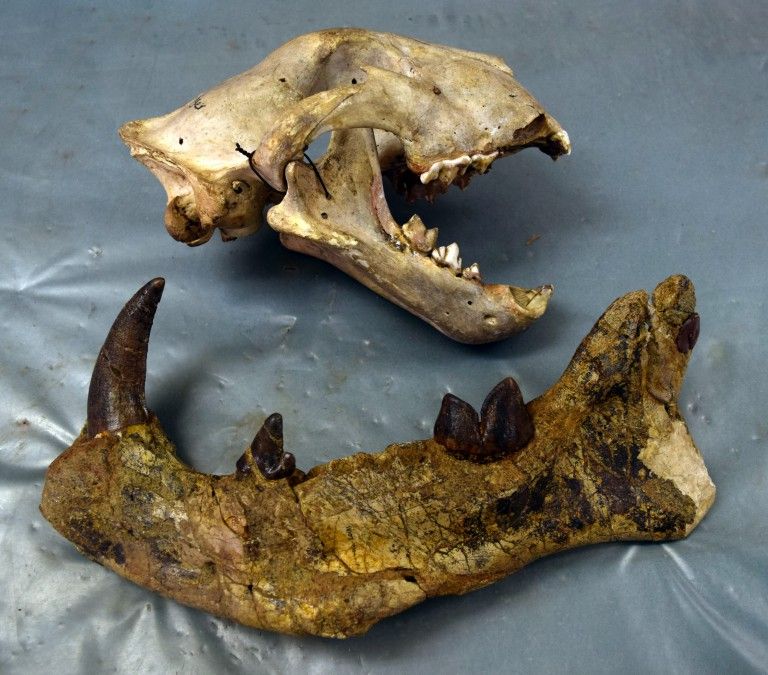 This Toothy Carnivore Was Bigger Than a Polar Bear 