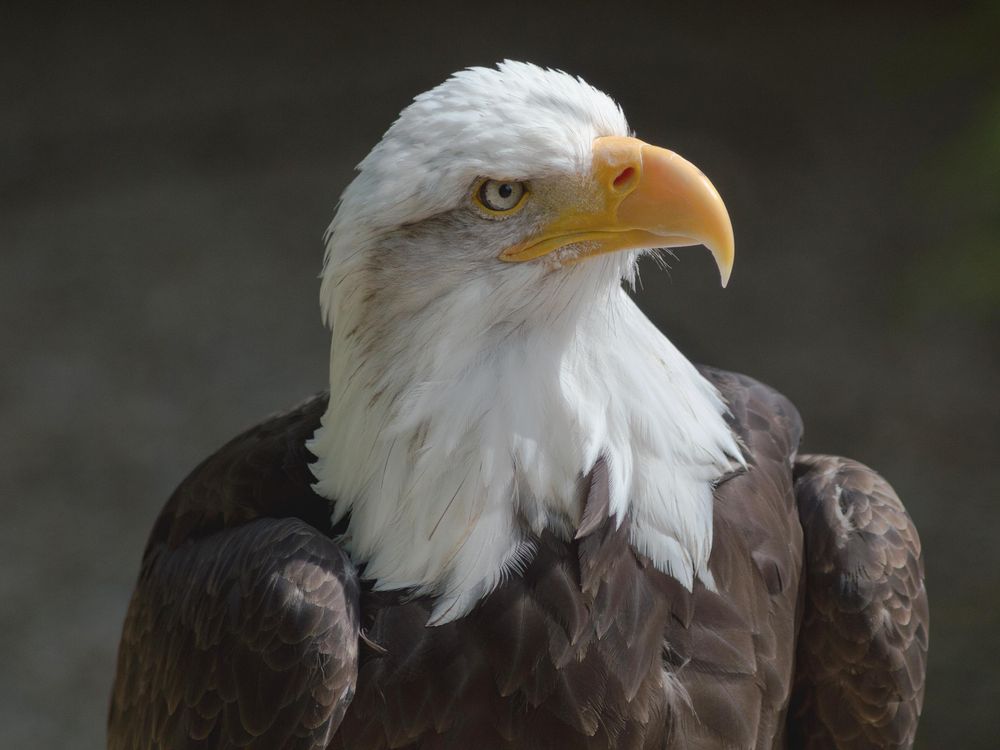 A photo of and eagle looking to the side. It has a white feathered head with a yellow beak and brown feathered body.  