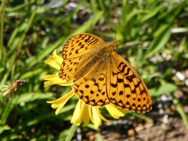 Sierra Nevada Butterfly thumbnail