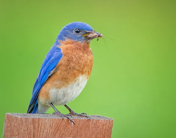 Bluebird With Dinner thumbnail