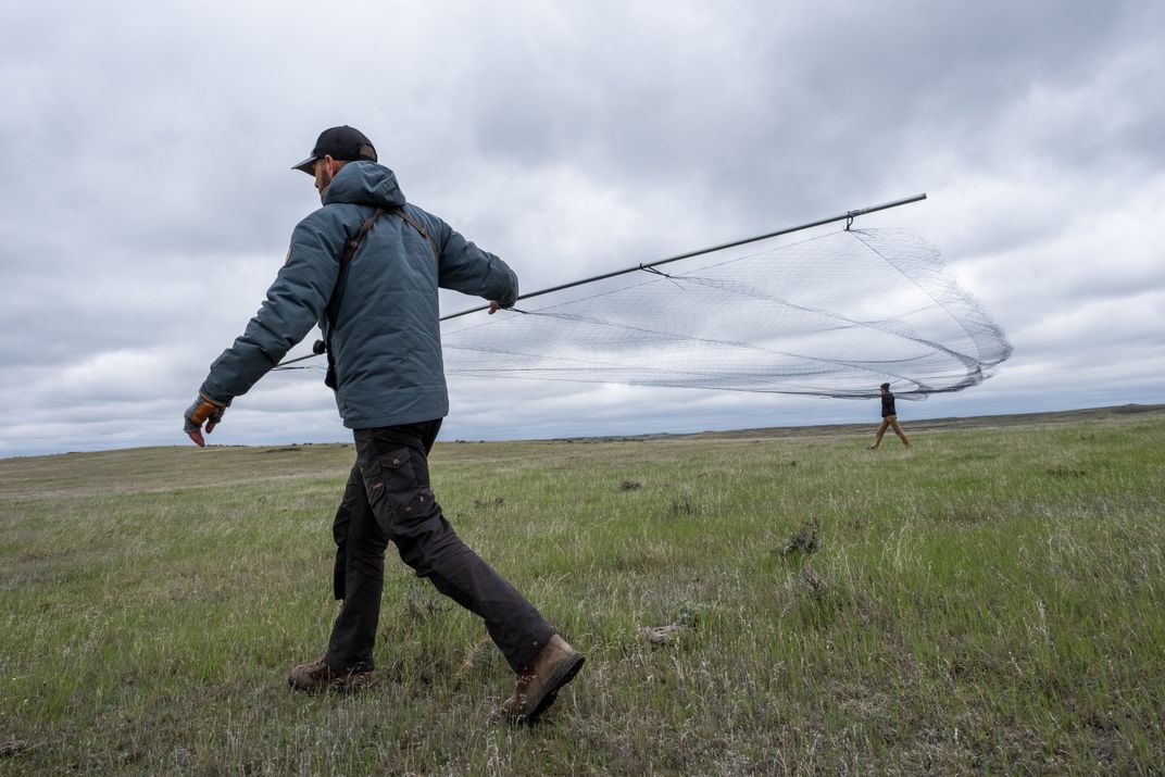 Two researchers hold a thin, 30-foot-long net taut between them as they walk out over the prairie.