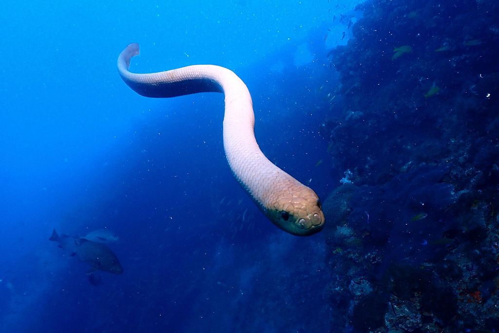 Sea Snake Swimming
