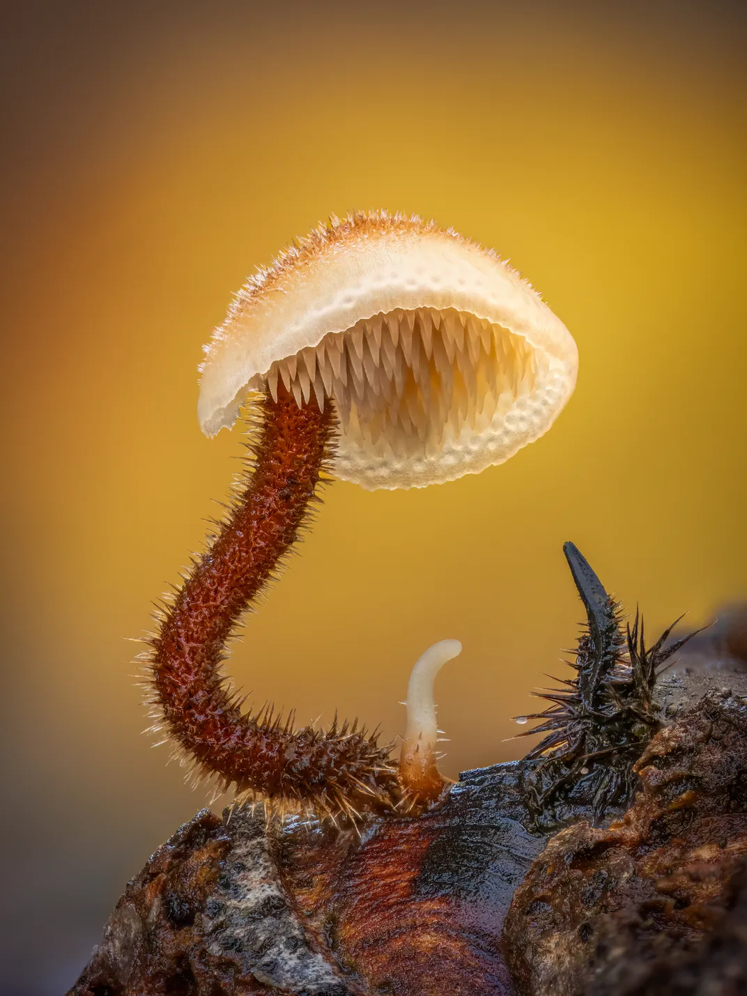 Fungus