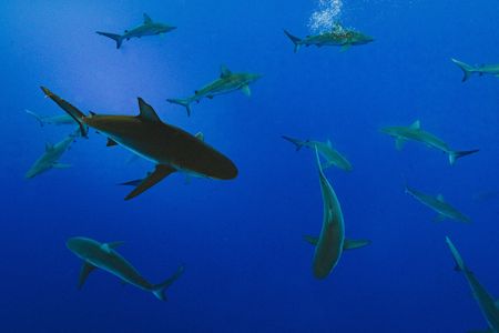The squalene industry kills around 3 million sharks each year, and if squalene is used in a vaccine to treat everyone in the world, up to half a million sharks will be killed.