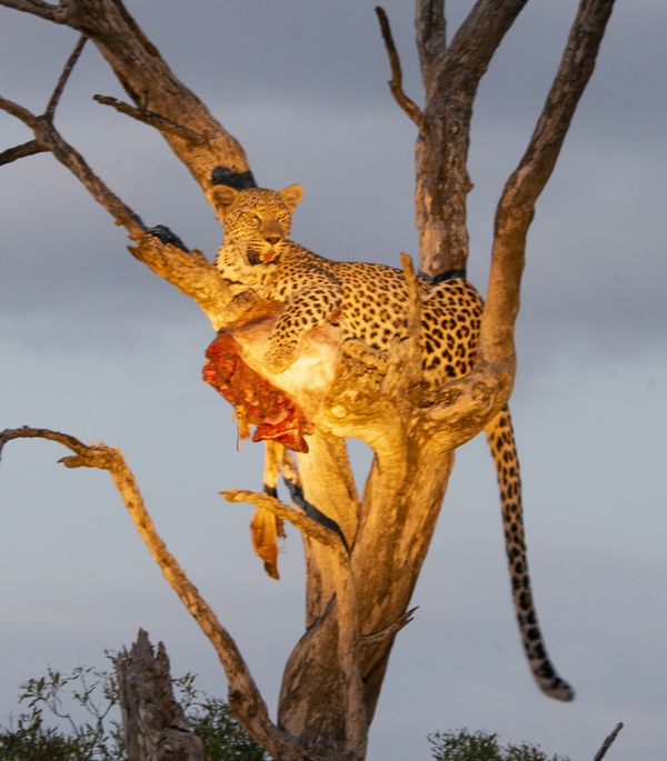 Leopard Tree thumbnail