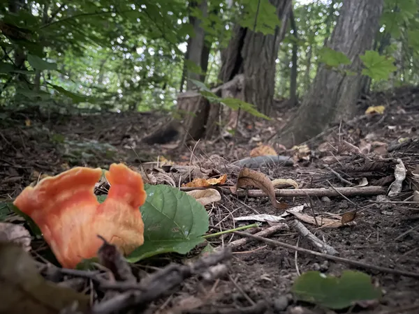 Chicken of the Woods thumbnail