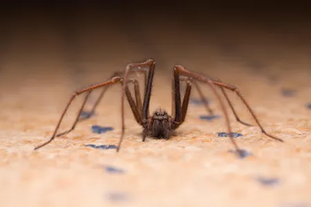 Guess what? You have more roommates than you think.