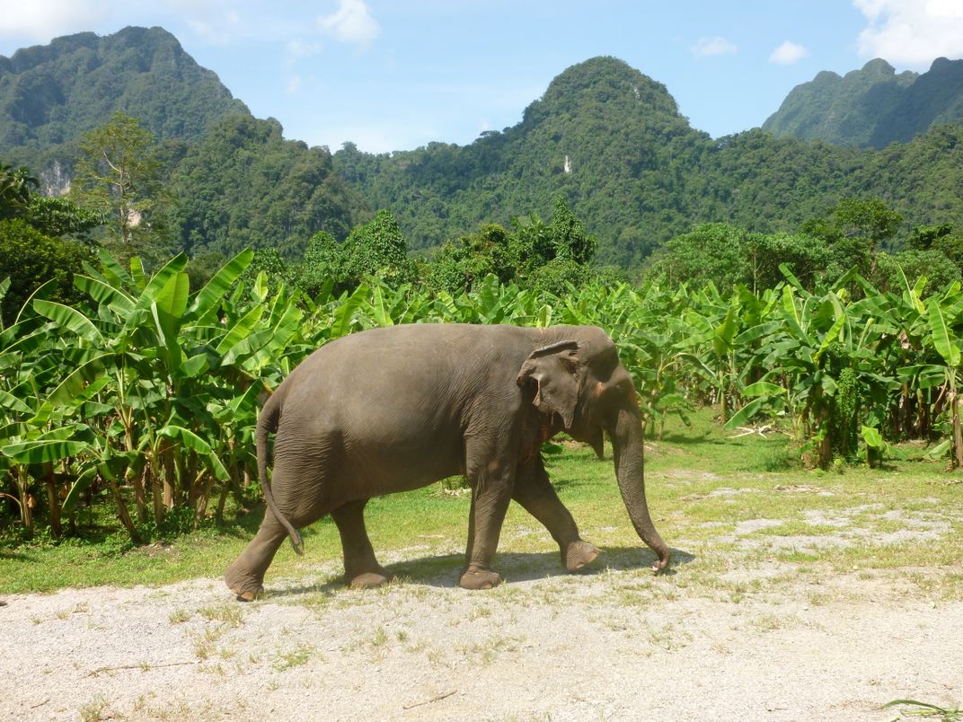 Elephant Hills resort