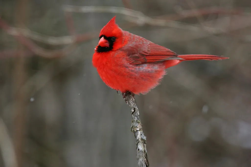 Northern Cardinal