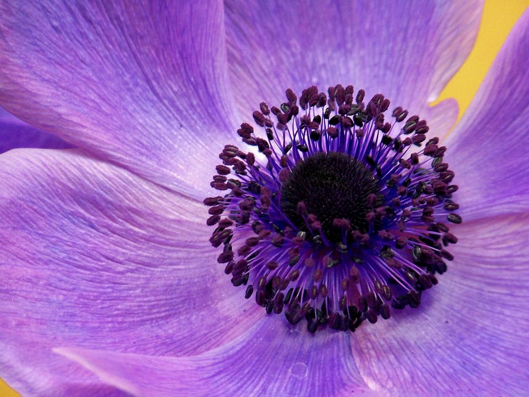 Purple flower | Smithsonian Photo Contest | Smithsonian Magazine