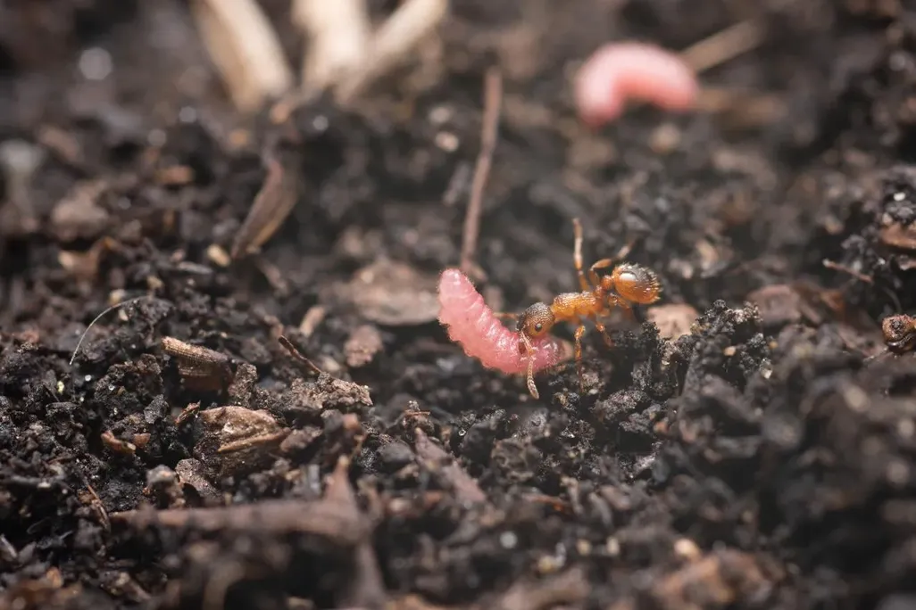 An ant and a caterpillar