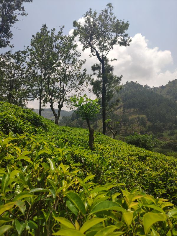 Tea plantations in Sri Lanka thumbnail