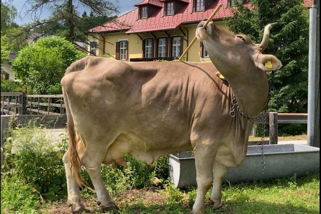 a cow using a broom to scratch her back