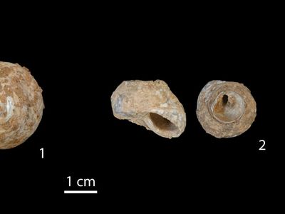 Snail shells found in Lebanon indicate humans were using modern tools before they reached Europe
