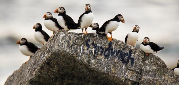 Puffins on Eastern Egg Rock