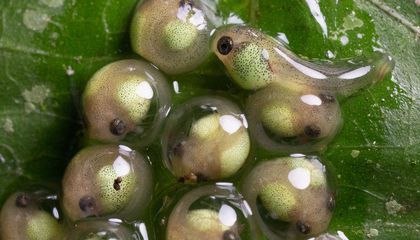 When the Heat is On, Red-Eyed Treefrogs Hatch Early