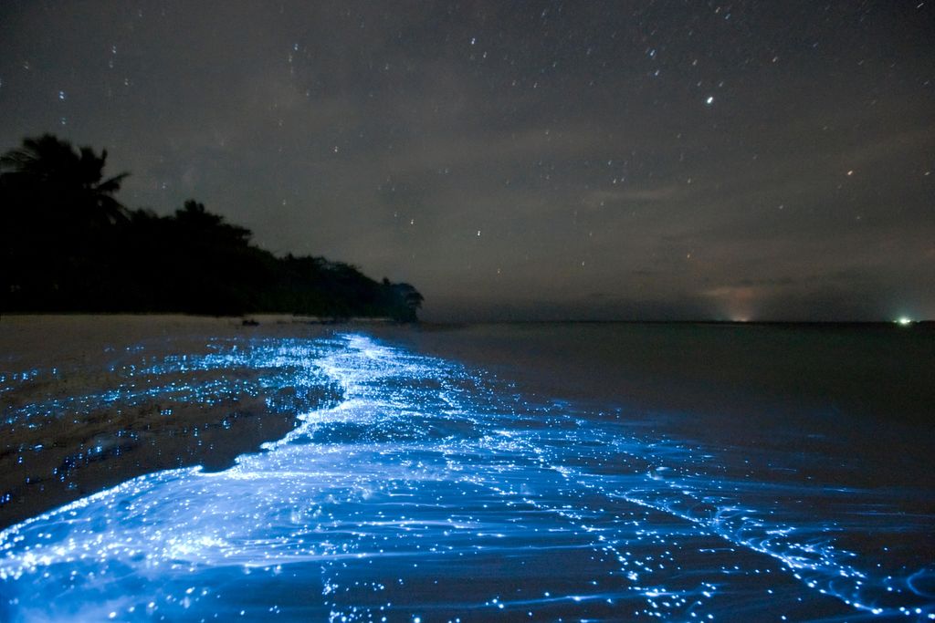Phytoplankton at Mudhdhoo (Vaadhoo) Island, Maldives