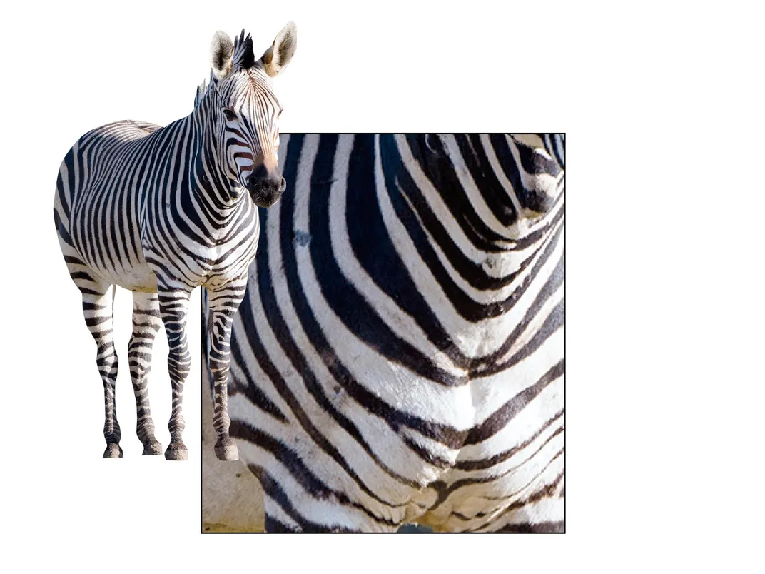 7 Facts to Celebrate International Zebra Day!  Smithsonian's National Zoo  and Conservation Biology Institute