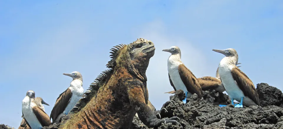 Machu Picchu and the Galápagos Experience two of South America’s most celebrated destinations on a journey that combines the Inca treasures of Peru with the natural wonders of the Galápagos.