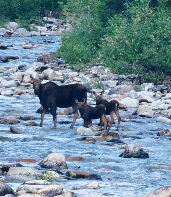 Mama Moose & her twins in the Sawtooth National Forrest in Idaho thumbnail