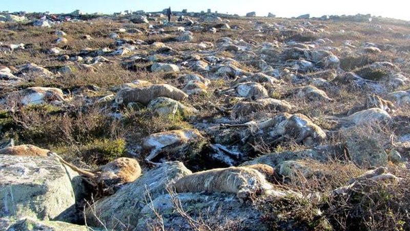 Reindeer Killed