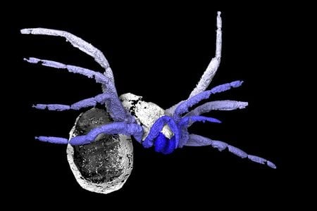 Scan of Idmonarachne brasieri 