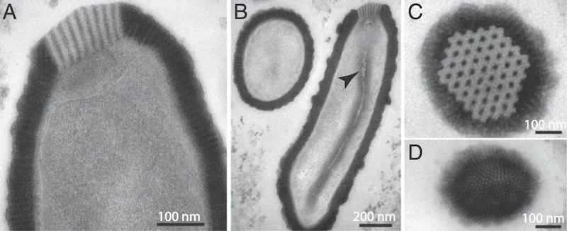 The World's Largest Virus Was Just Resurrected From 34,000-Year-Old Permafrost