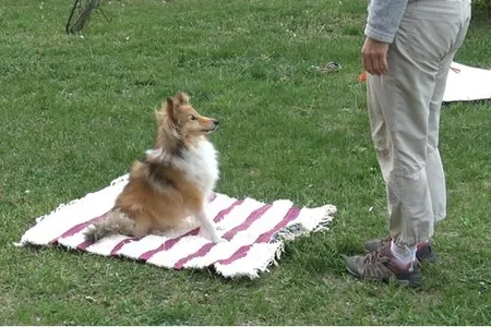 The dogs moved off a mat that had a toy attached to it, showing that dogs may understand their body size and where they are in the environment when solving a task. 

