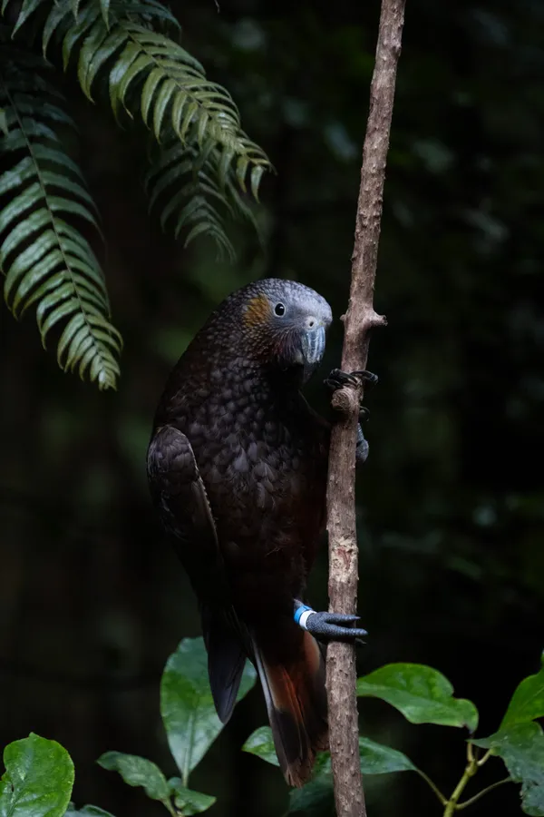 A Curious Kaka thumbnail