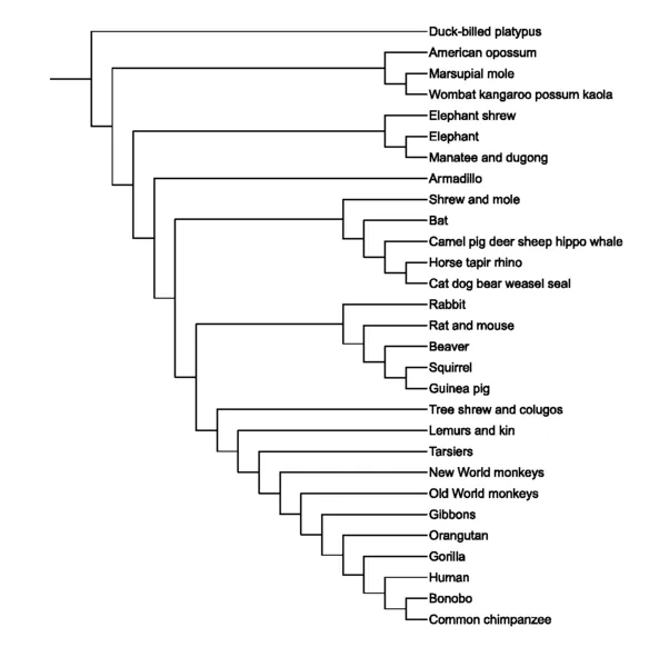 A Few Bad Scientists Are Threatening to Topple Taxonomy