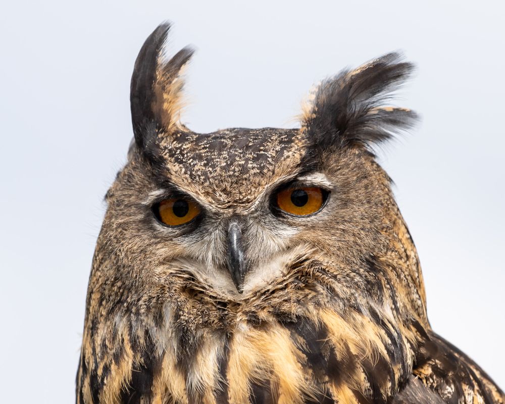A great horned owl on a windy day.  Taken at a raptor rescue photoshoot.