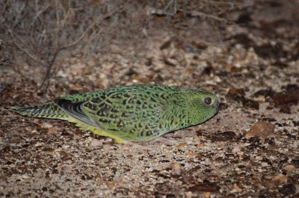 a green bird with black speckles crouching low to the ground and looking to the right