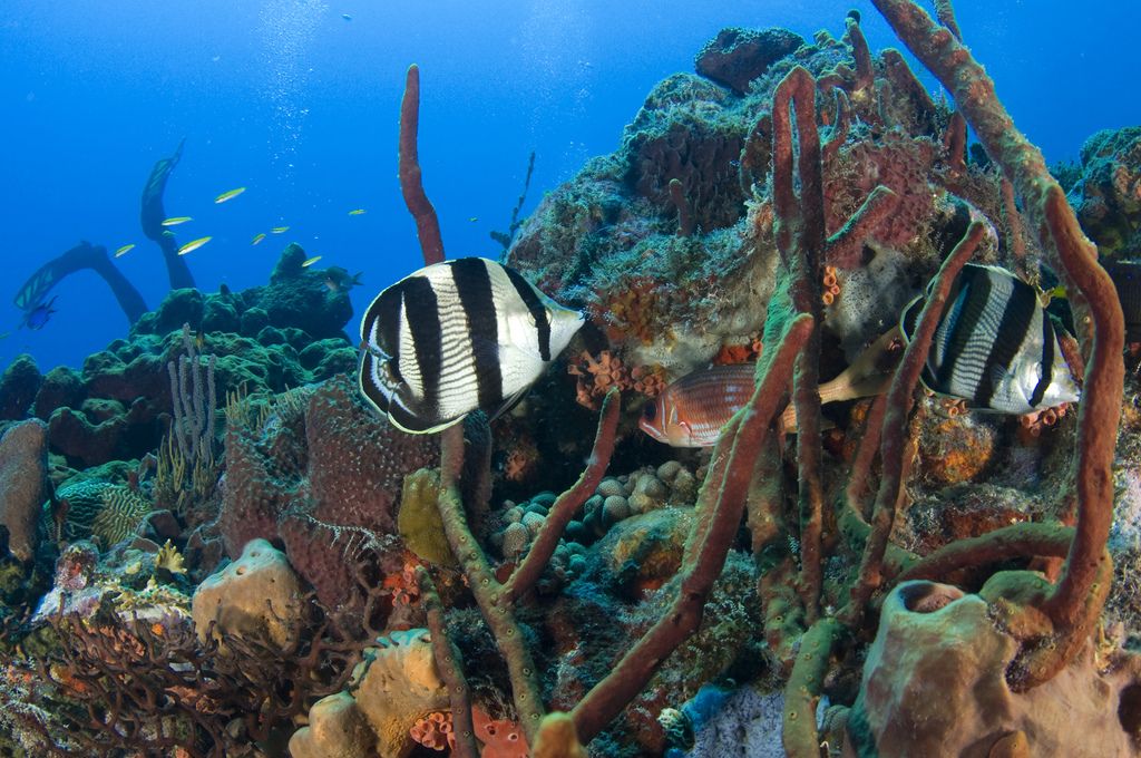 Diving Tent Reef. <a href="https://www.flickr.com/photos/theactionitems/5257589361/">Mark Yokoyama</a>