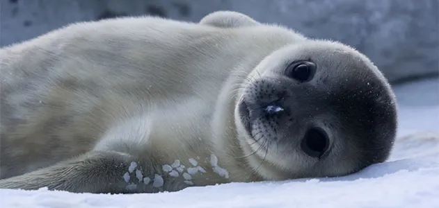 Animal seal Gray Seal
