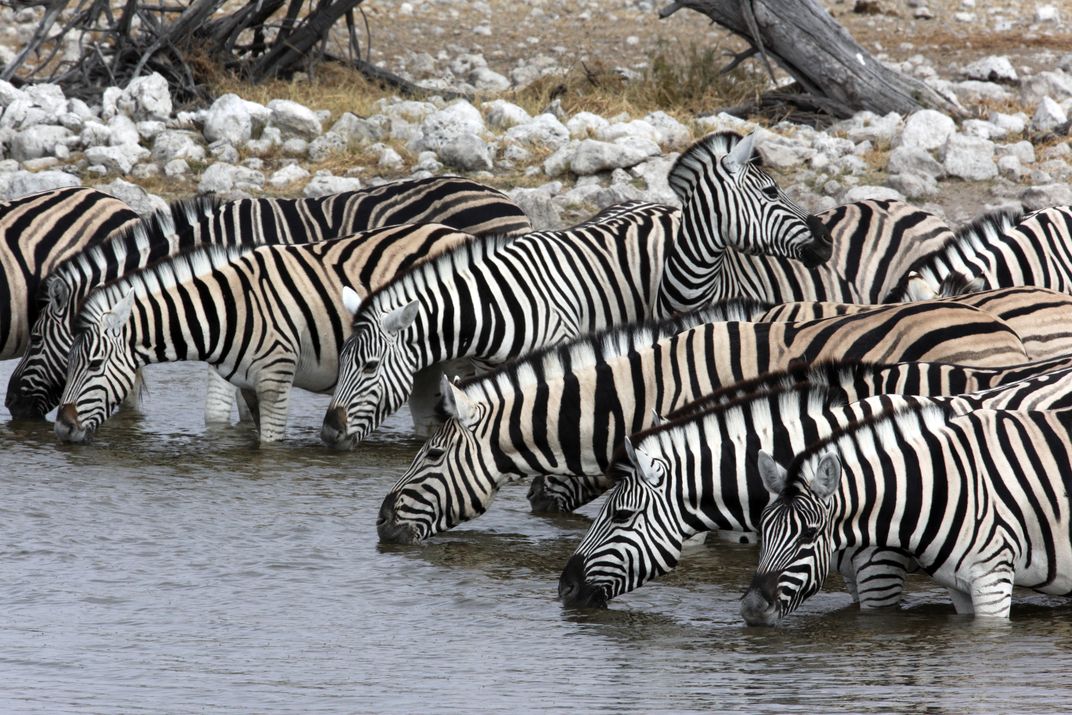 Zebras at a watering hole in Namibia