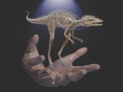 An artist's rendering of Kongonaphon kely, a newly described 4-inch-tall reptile that lived in southwestern Madagascar some 237 million years ago. Researchers think the Triassic creature may be closely related to the common ancestor of dinosaurs and pterosaurs.
