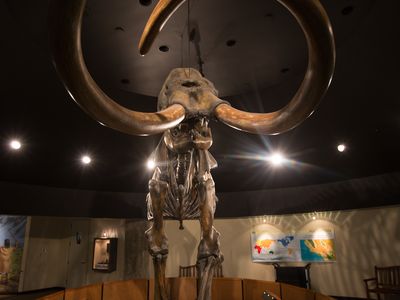 Columbian Mammoth skeleton recovered from the LaBrea Tar Pits on display at the Page Museum in Los Angeles' Hancock Park