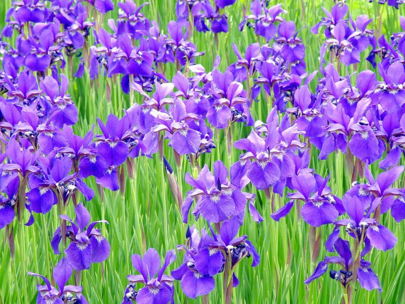 Irises in bloom Smithsonian Photo Contest Smithsonian Magazine