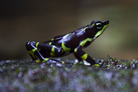 Frog defenders