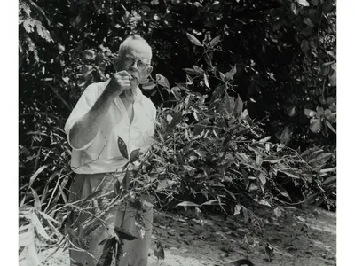 David Fairchild in 1940, tasting the fruit of an antidesma tree in Indonesia.