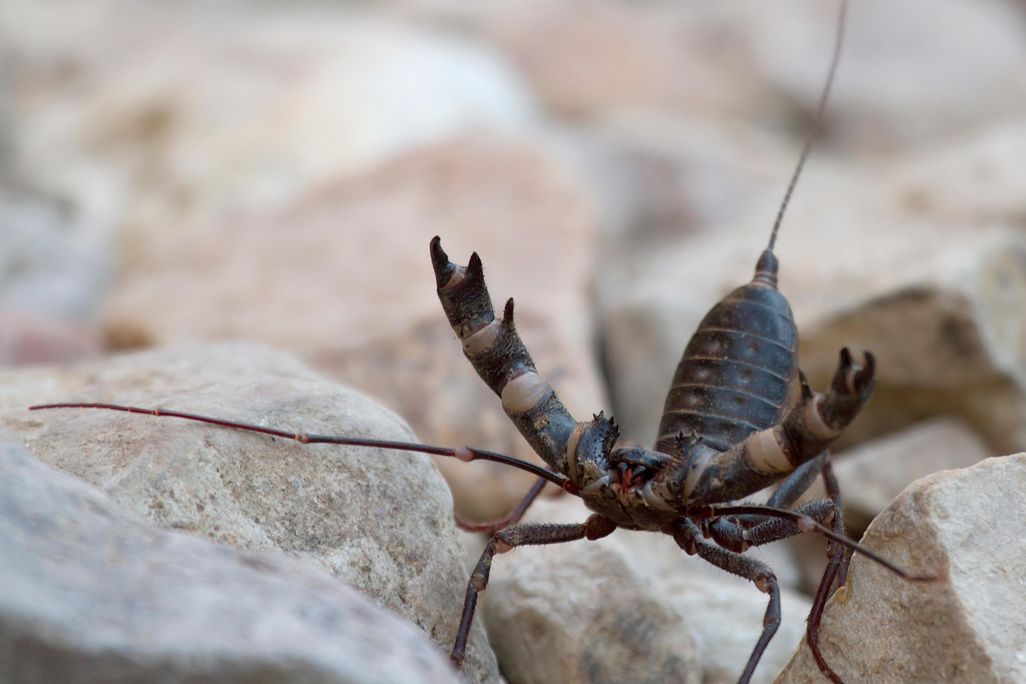 A vinegaroon faces the camera with its pincers raised in the air
