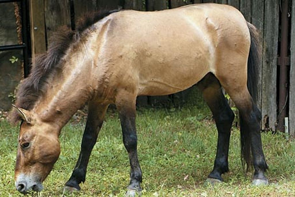 a Przewalski horse