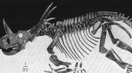 Styracosaurus at the American Museum of Natural History
