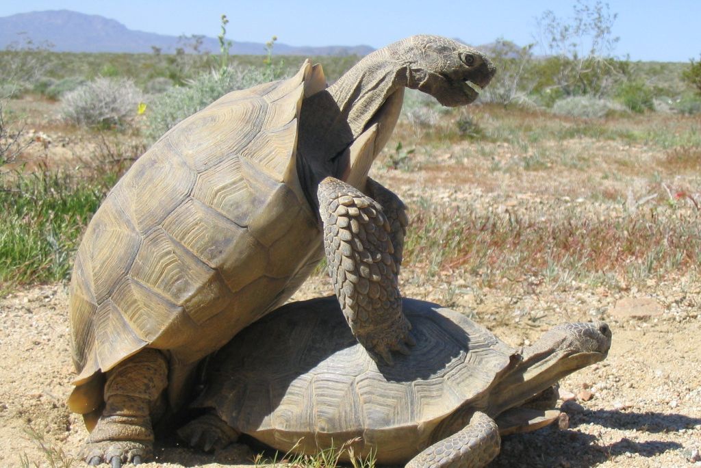 Tortoise mating