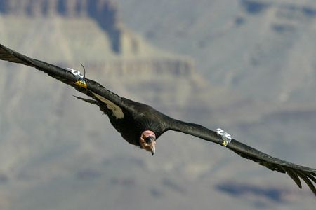 Condors can soar 150 miles in a day on their giant wings. The birds often fly for hours at a time with hardly a flap of their wings